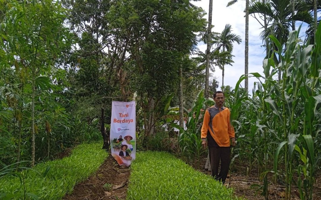 Lahan Tidur Berubah Menjadi Sumber Penghasilan, Pak Hamdanas Rasakan Dampak Program Tani Berdaya Lokadesa di Bukik Sikumpa